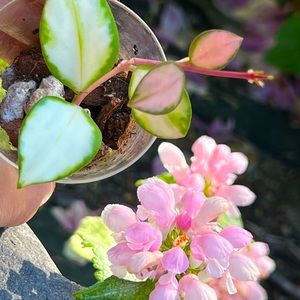 Hoya Heuschkeliana Variegated
•reserved for @katiemaggie•